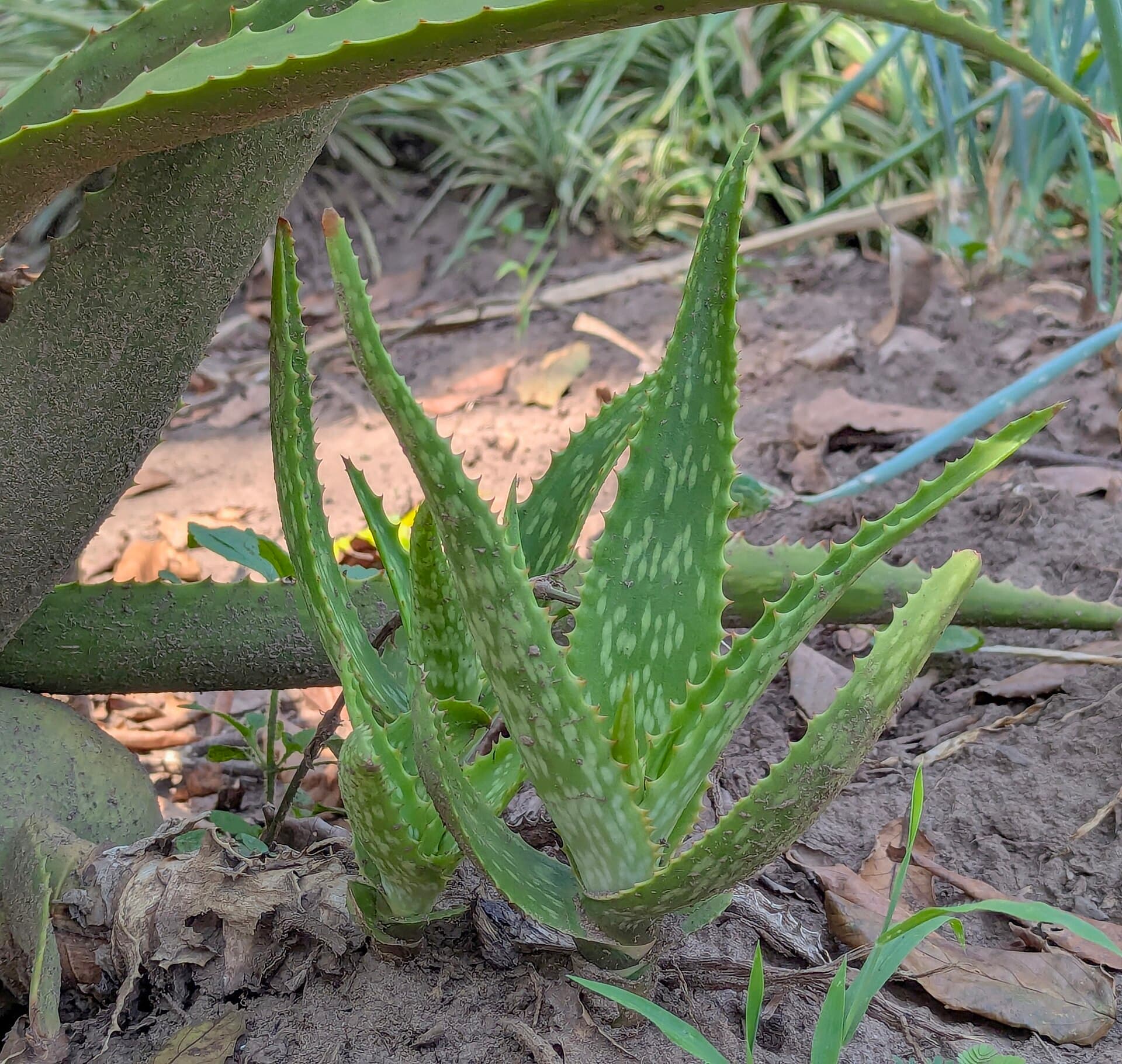 Aloe vera